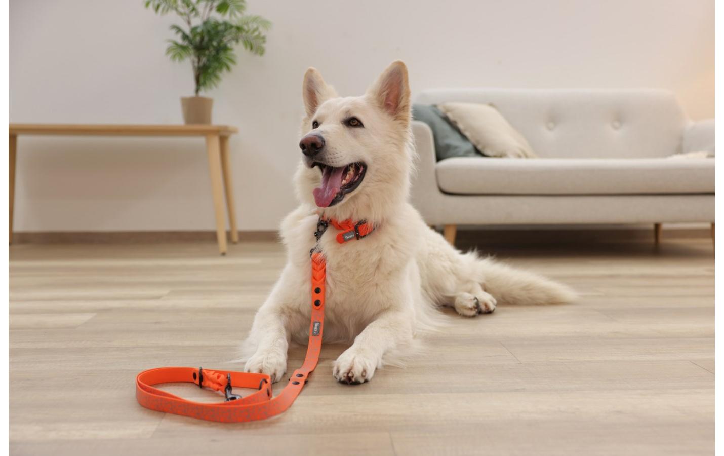 Halsband Puno 25 mm x 46 cm - 55 cmHundehalsband