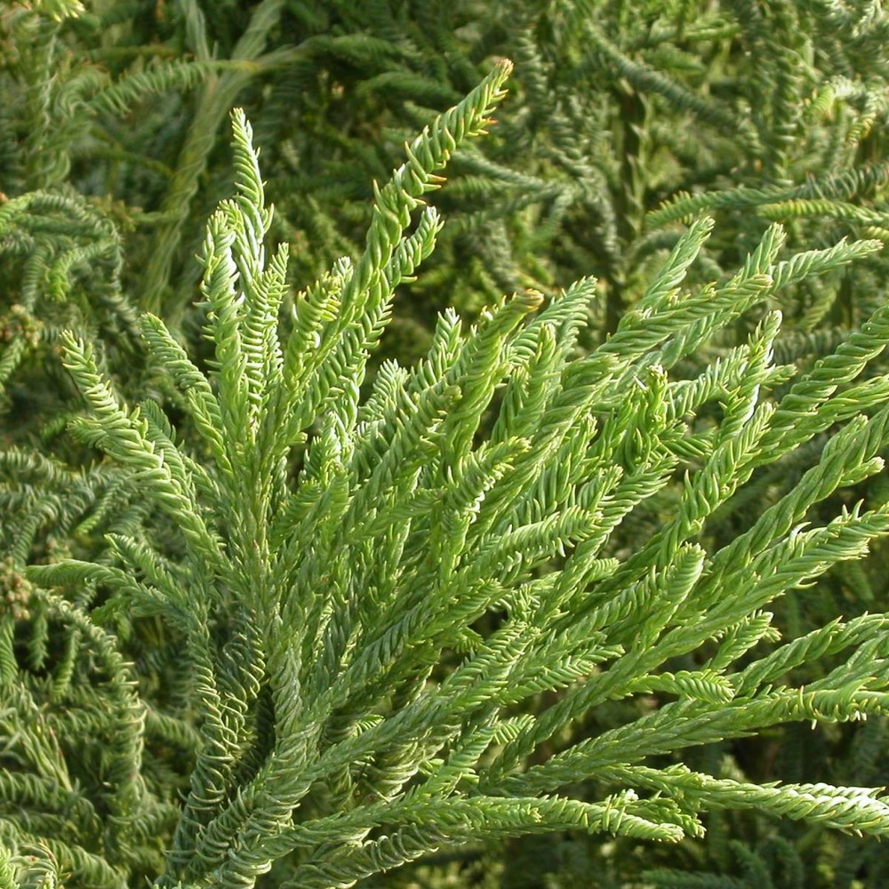 Cèdre du japon japonica rasen sugi/cryptomeria japonica rasen sugi[-]pot de 7,5l - 60/80 cm