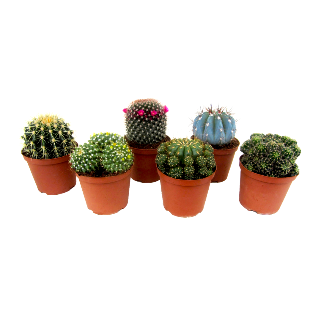 Mélange de mini cactus - mélange de 6 pièces - pot 5.5cm - hauteur 5-10cm