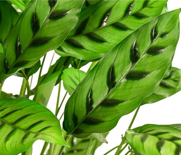 Korbmarante 'Leopardina'