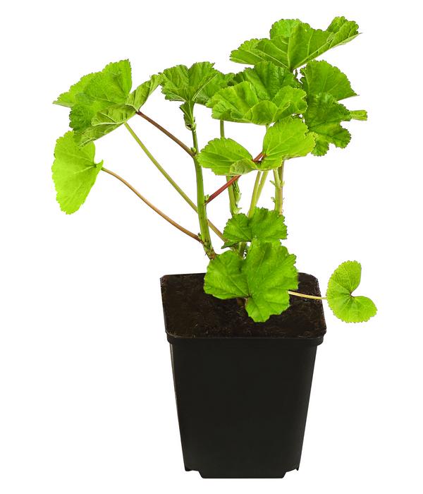 Bio Wild-Malve 'Zebrina'