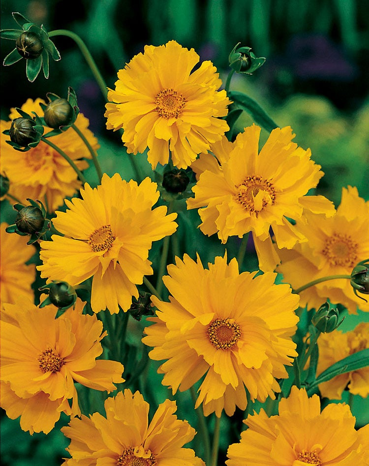 Meisjesogen (Coreopsis lanceolata 'Baby Gold') D 9 H 5 cm