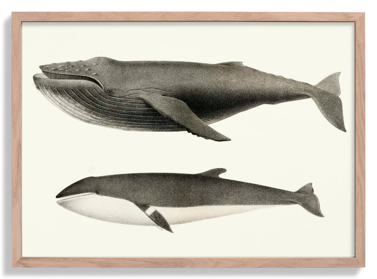 Weiße Wale und Orcas