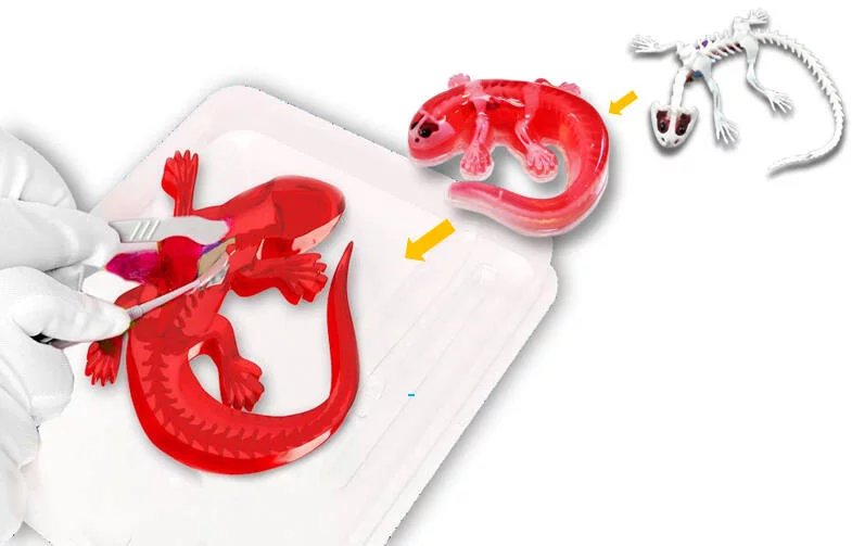 DISSECT-IT - SALAMANDRE SLIME A DISSEQUER