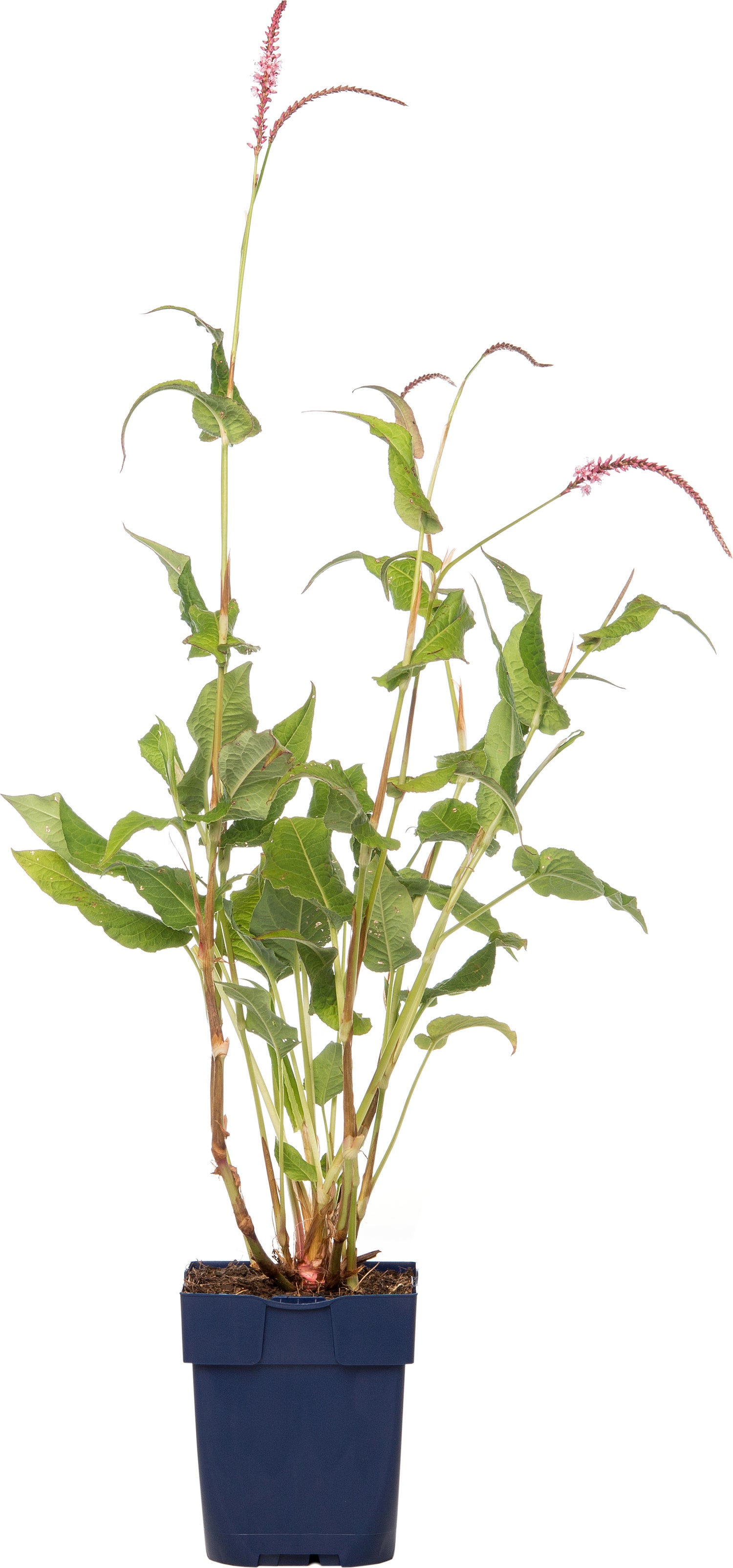 Duizendknoop (Persicaria amplexicaulis 'Rosea') D 11 H 15 cm