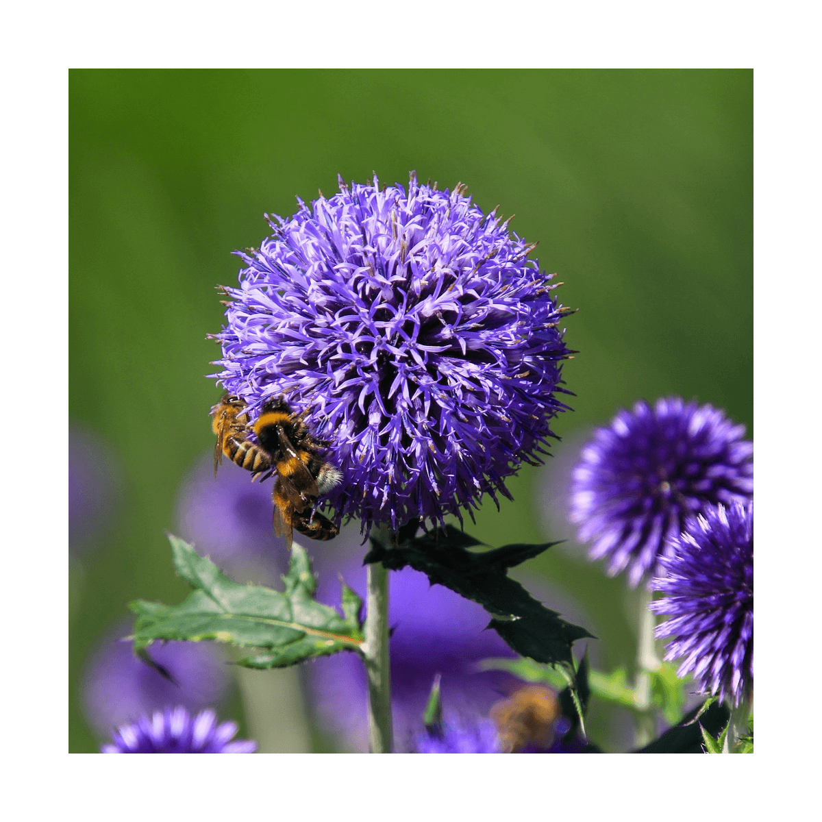 Echinops ritro violet blue/echinops ritro violet blue[-]pot de 4l - 20/40 cm