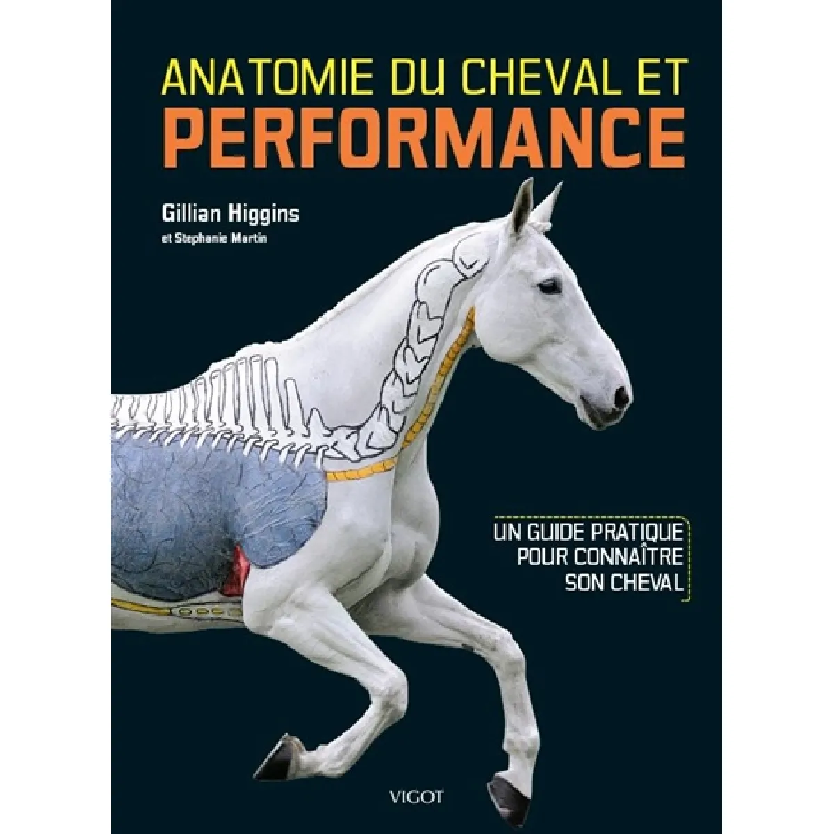 Anatomie du cheval et performance : un guide pratique pour connaître son cheval