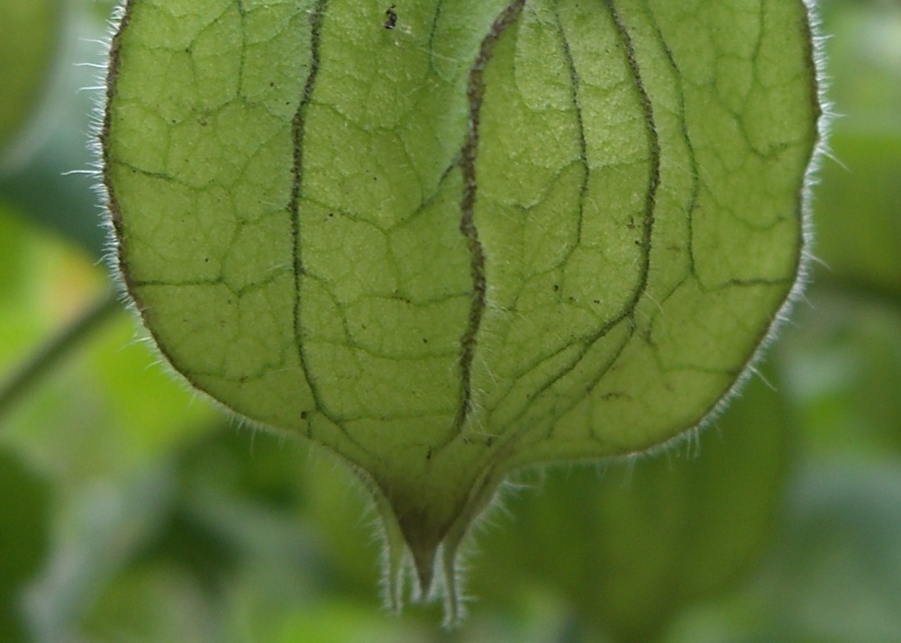 Coqueret du pérou - 100 graines - avec substrat - physalis peruviana
