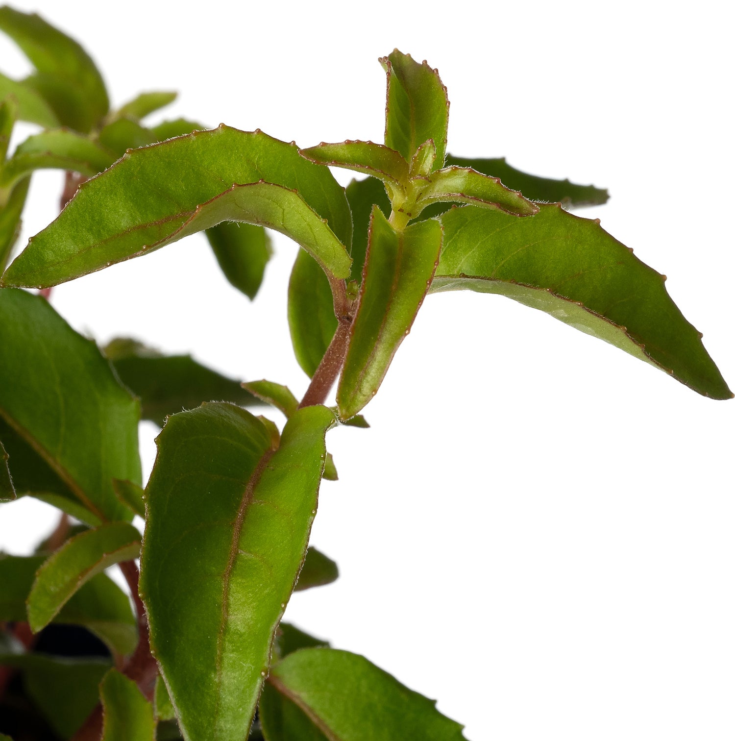 Bellenplant (Fuchsia 'Lady Thumb') D 11 H 40 cm