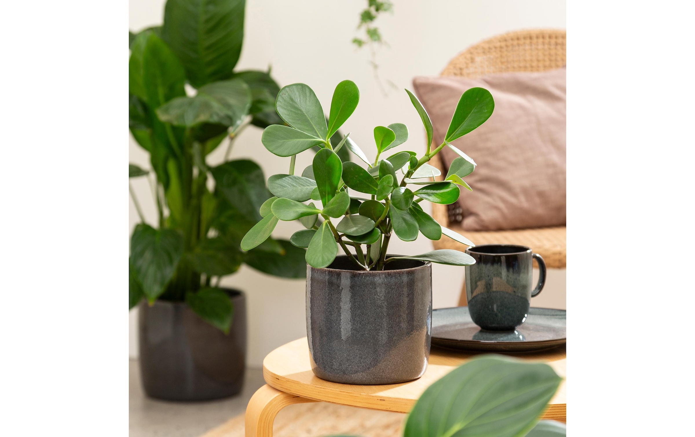 Scheurich Blumentopf »Solido 28 cm«