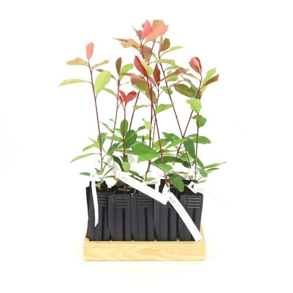 10 photinia (photinia fraseri 'red robin') - haie de photinia red robin - 10 jeunes plants : taille 20/40cm