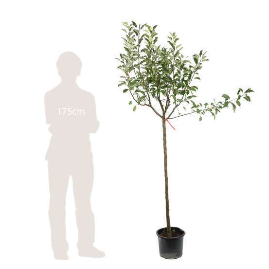 Pommier Melrose : ½ tige, 4-5 ans, H 170-180 cm