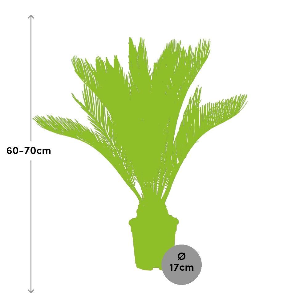 Plante d'intérieur - cycas revoluta 70.0cm