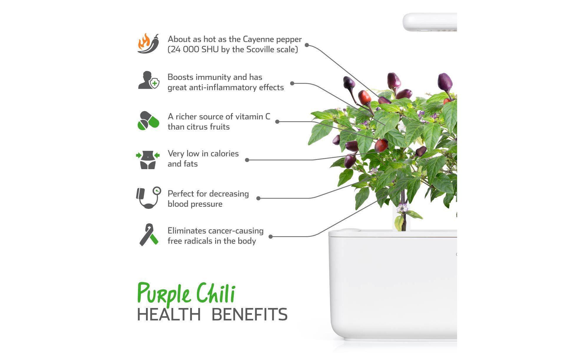 Samen Lila Chilli Nachfüllpackung 3er-SetNachfüllpackung zum Smart Herb Garden