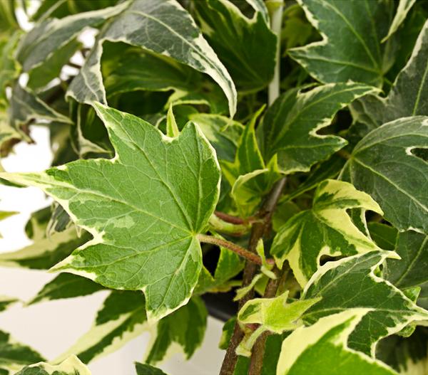Efeu - Hedera helix, Ampel