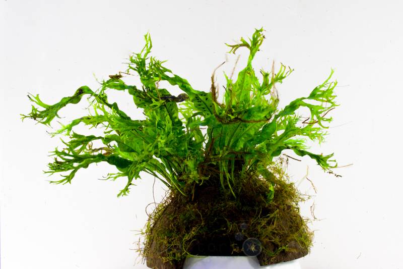 Waterplant Microsorium Windelow op kokos
