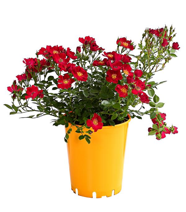 Beetrose 'Flower Rain®', verschiedene Farben
