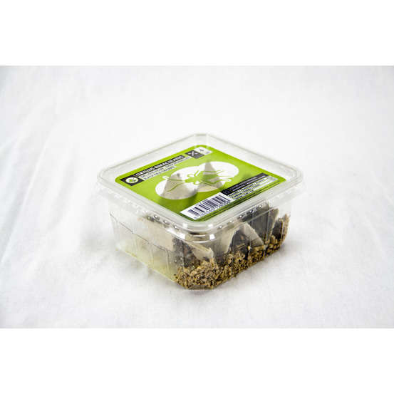 Grillons noirs alimentation reptiles, taille M, environ 40 pièces