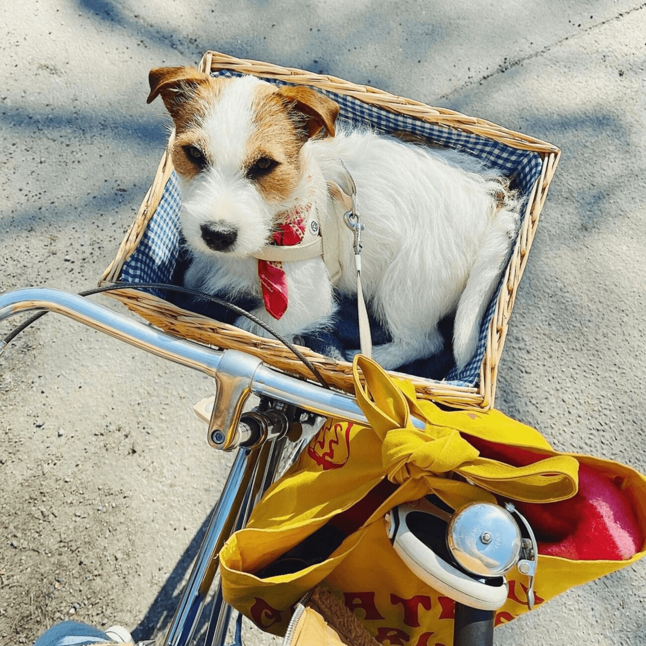 Barkalot Hundegeschirr-Spazierset beige S
