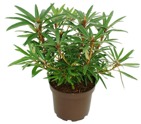Rhododendron 'Graziella'