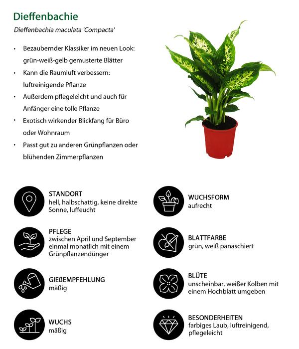Dieffenbachien-Set - Dieffenbachia, 3-teilig