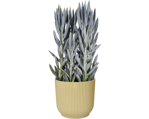 Elho Vibes opvouwbare plantenbak, kunststof, Ø 14,1 cm, H 12,9 cm, botergeel