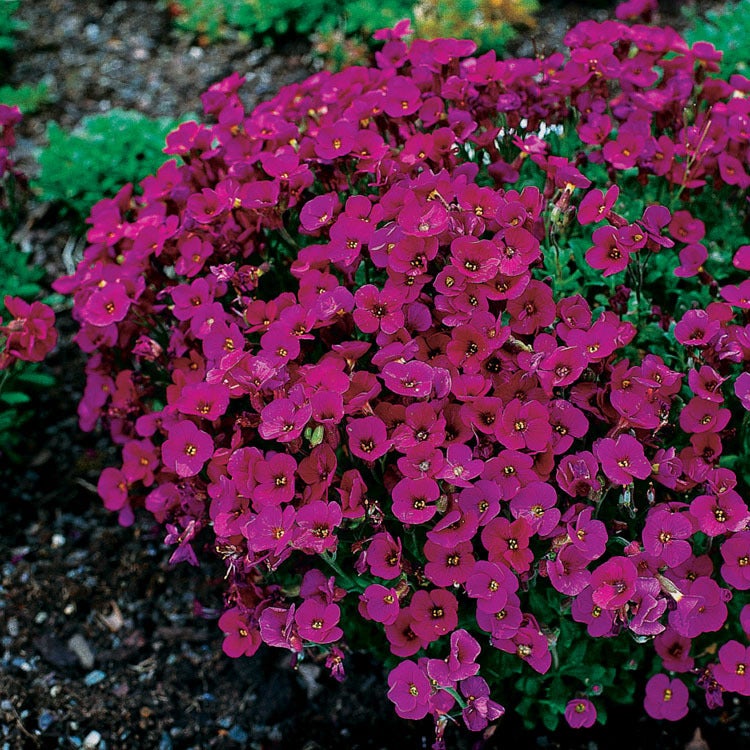 Blauwkussen (Aubrieta 'Cascade Red') D 9 H 5 cm