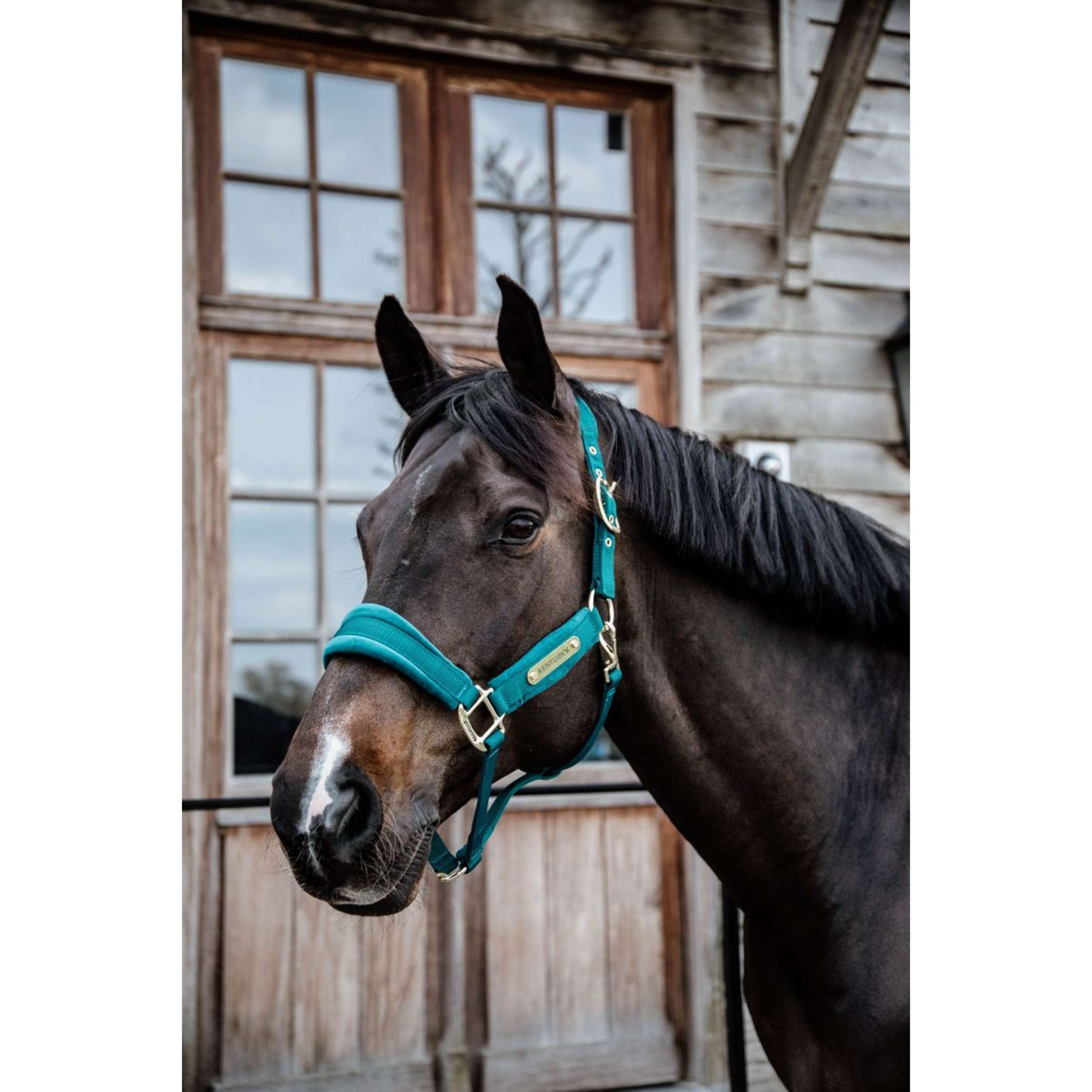 Kentucky Halster Velvet Emerald
