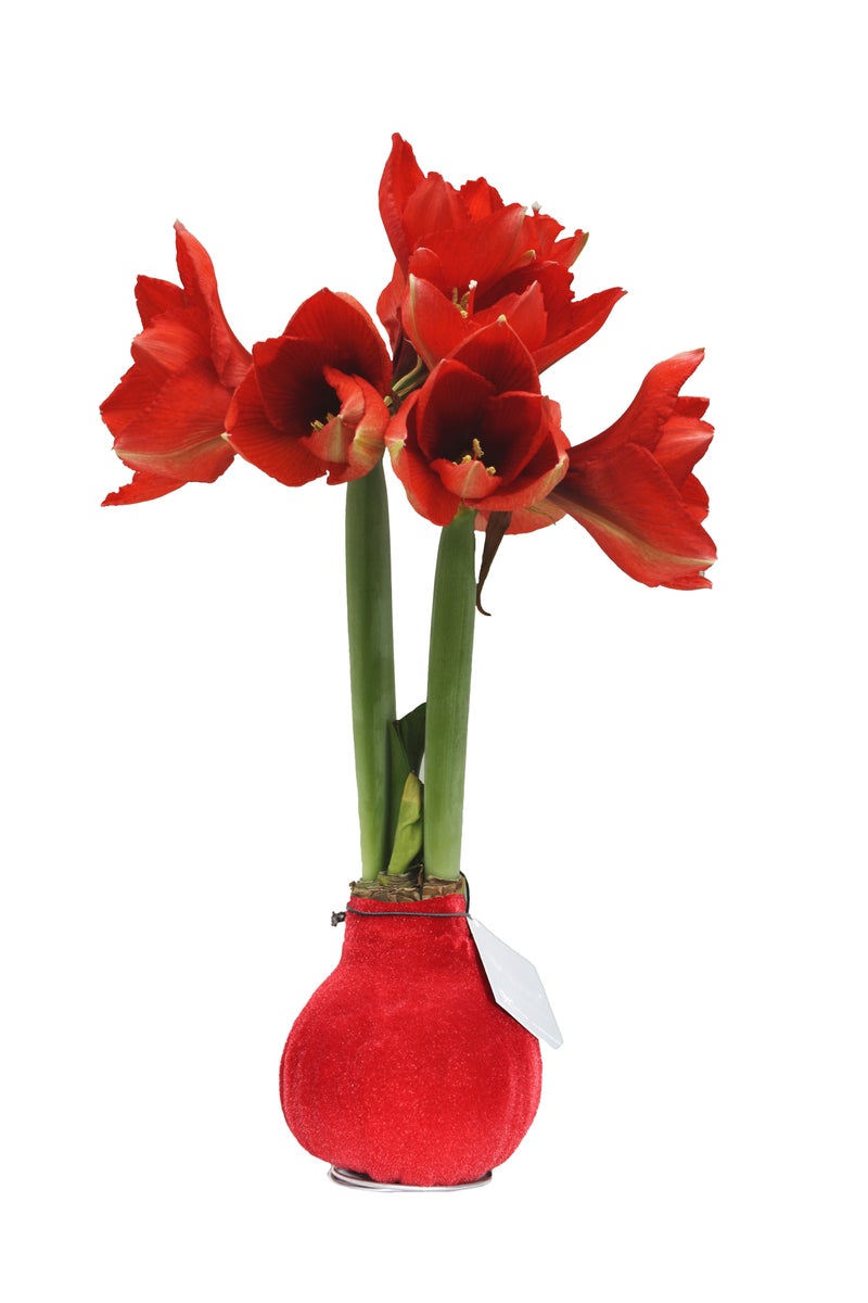 Bloomique – Set van 2 – Wax Amaryllisbollen – Rode fluwelen coating – Bloembol – Niet voor waterbloemen – Kerstdecoratie – 15–25 cm hoog bij levering – Groeit tot 40–60 cm hoog – 10 cm diameter