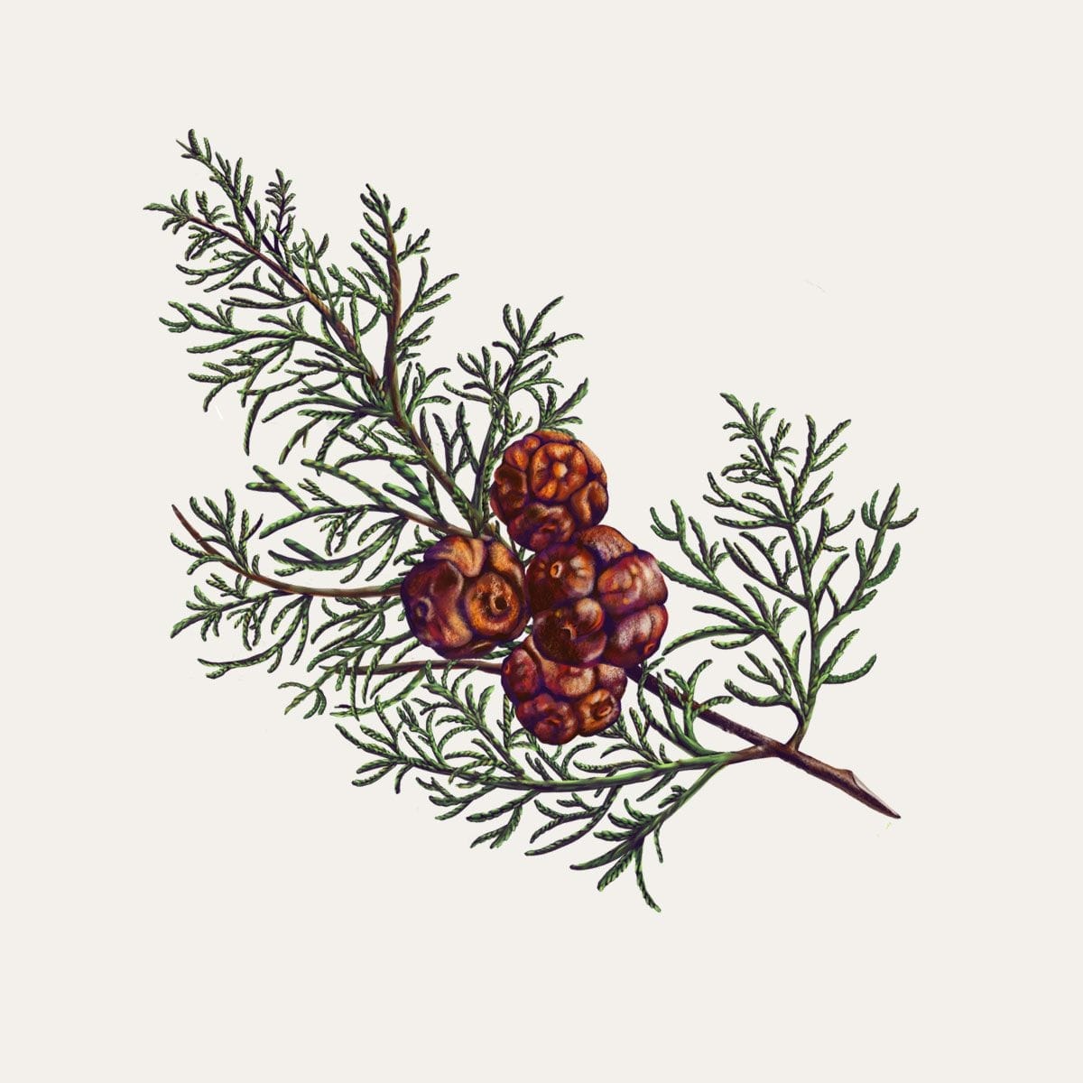 CARRIÈRE FRÈRES Cyprès - Cupressus Palet Botanique