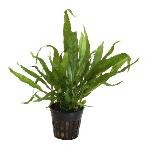 Planta Microsorum pteropus para aquários