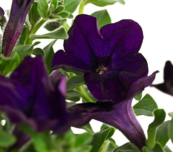 Hängepetunie 'Surfinia', verschiedene Farben