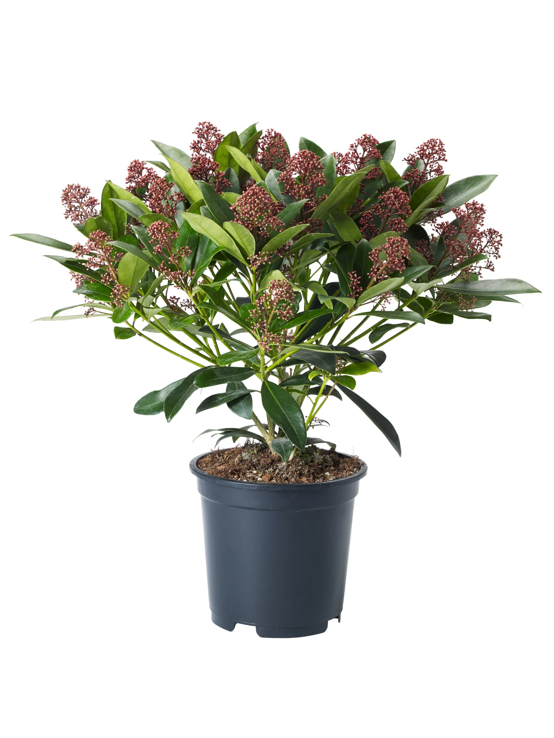 Skimmia japonica 'Rubella' Skimmia japonica 'Rubella' Ø17 cm