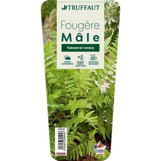 Fougère mâle : godet