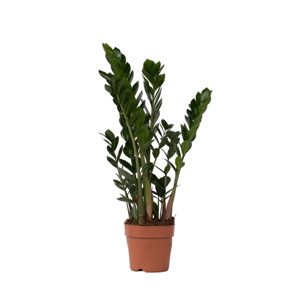 ZZ-plant - Zamioculcas Zamiifolia - Hoogte 55-65cm - ⌀17cm