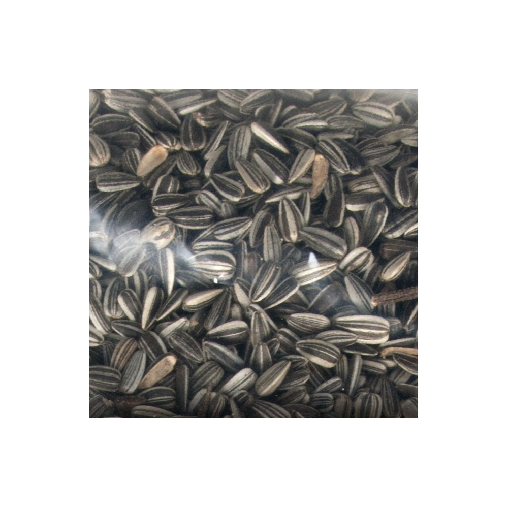 Graine de tournesol 3 kg pour oiseaux de jardin ou d
