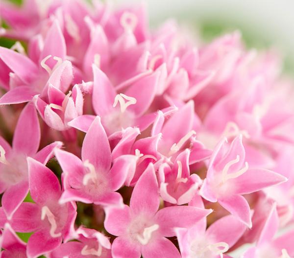 Fünfzahlstrauch - Pentas lanceolata,