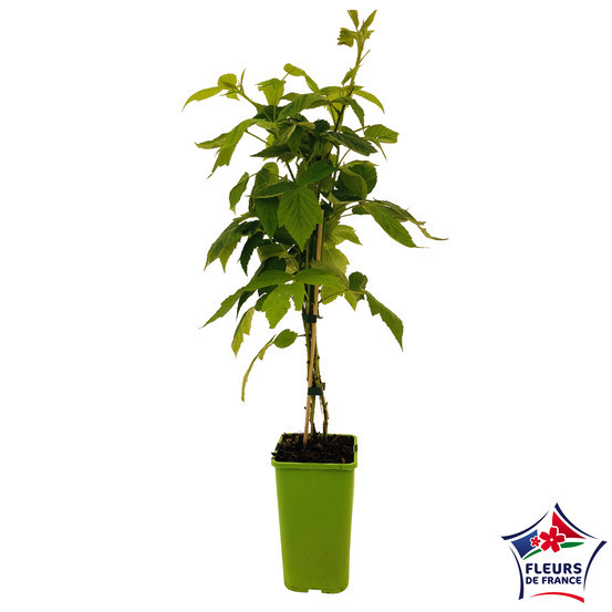 Framboisier 'Autumn Bliss' : pot de 1,5 litres
