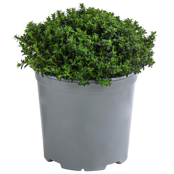 Dehner Gourmet Garten Bergbohnenkraut