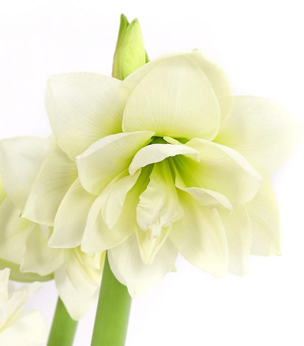 Amaryllis - Hippeastrum-Hybride 'Multiflora',