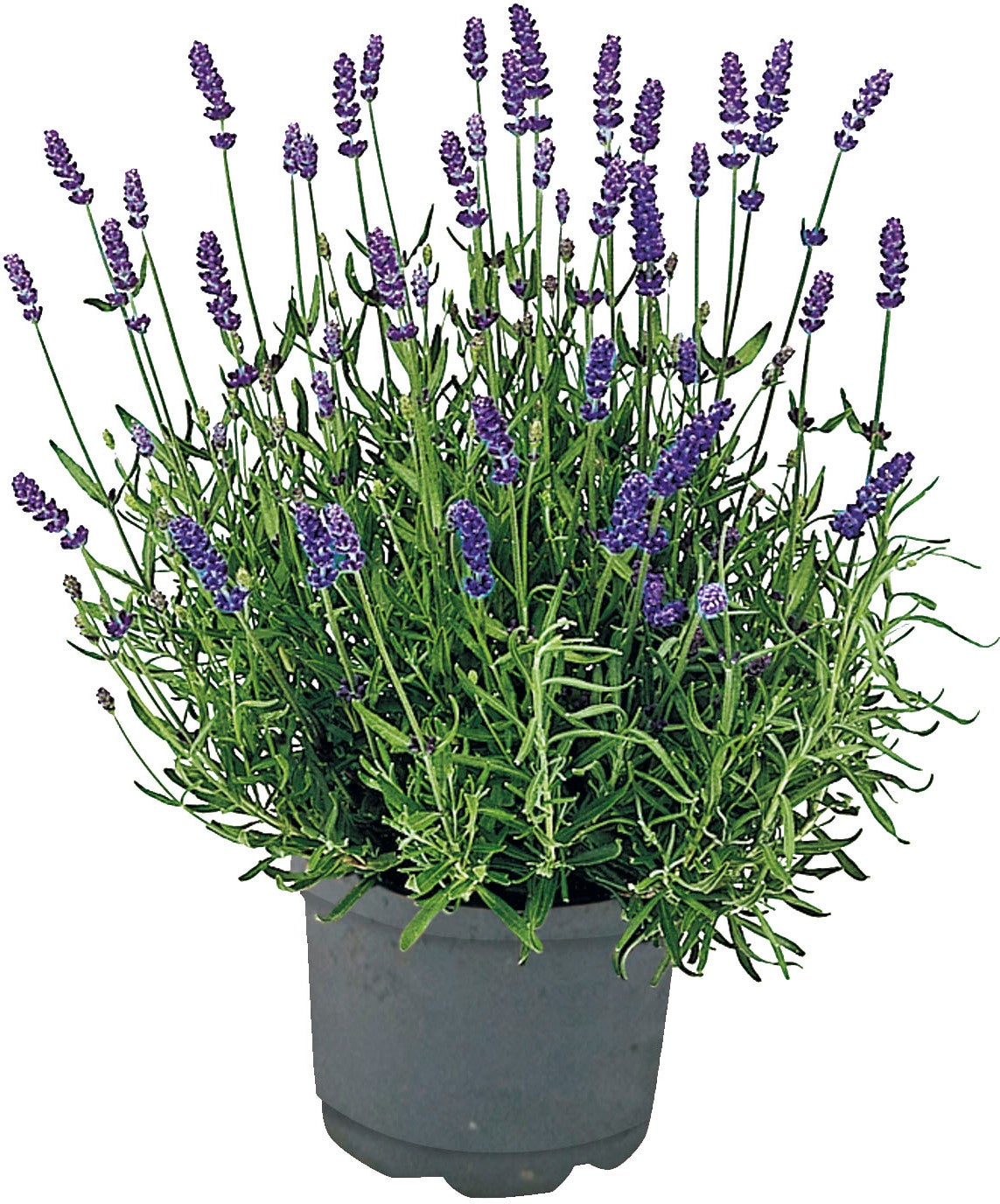 Lavendel (Lavandula angustifolia 'Hidcote') D 15 H 35 cm