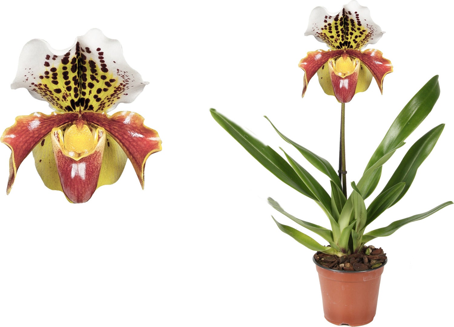 Venusschoen (Paphliopedilum) D 12 H 35 cm