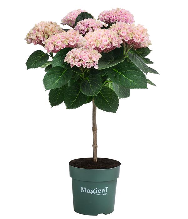 Hortensie 'Magical Revolution'