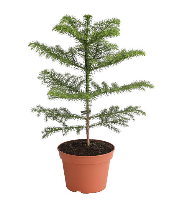 Zimmertanne - Araucaria heterophylla