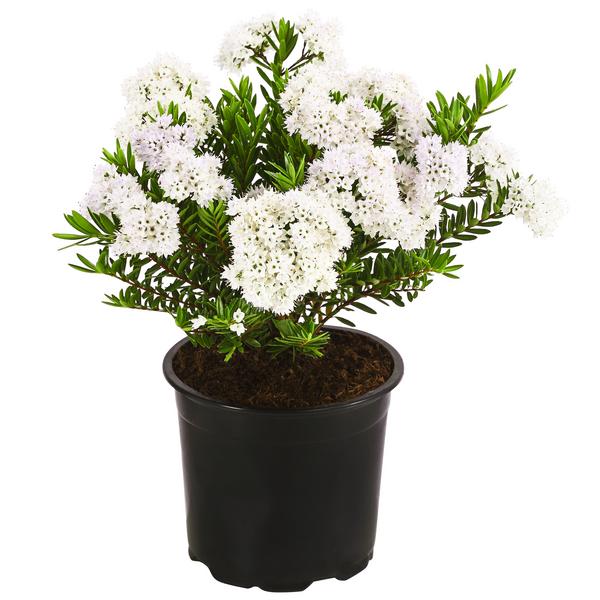Strauchveronika 'Celina'