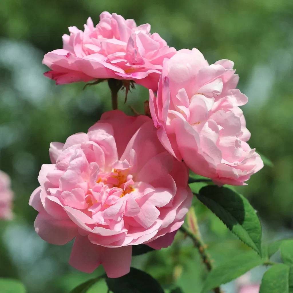 Rosa 'Hurdals Rose' 3L Buskrose 'Hurdalsrose' Ø19 cm