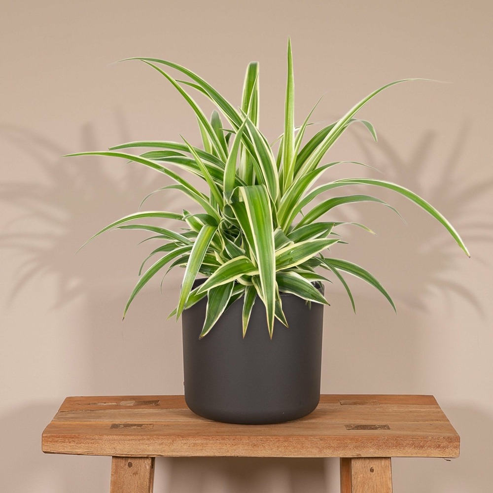 Plante d'intérieur - chlorophytum variegata 12cm