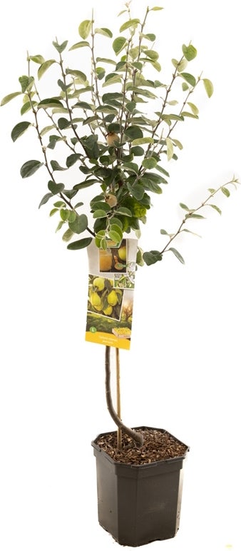 Intratuin biologische Kweepeer (Cydonia oblonga 'Kweepeer') D 24 H 160 cm