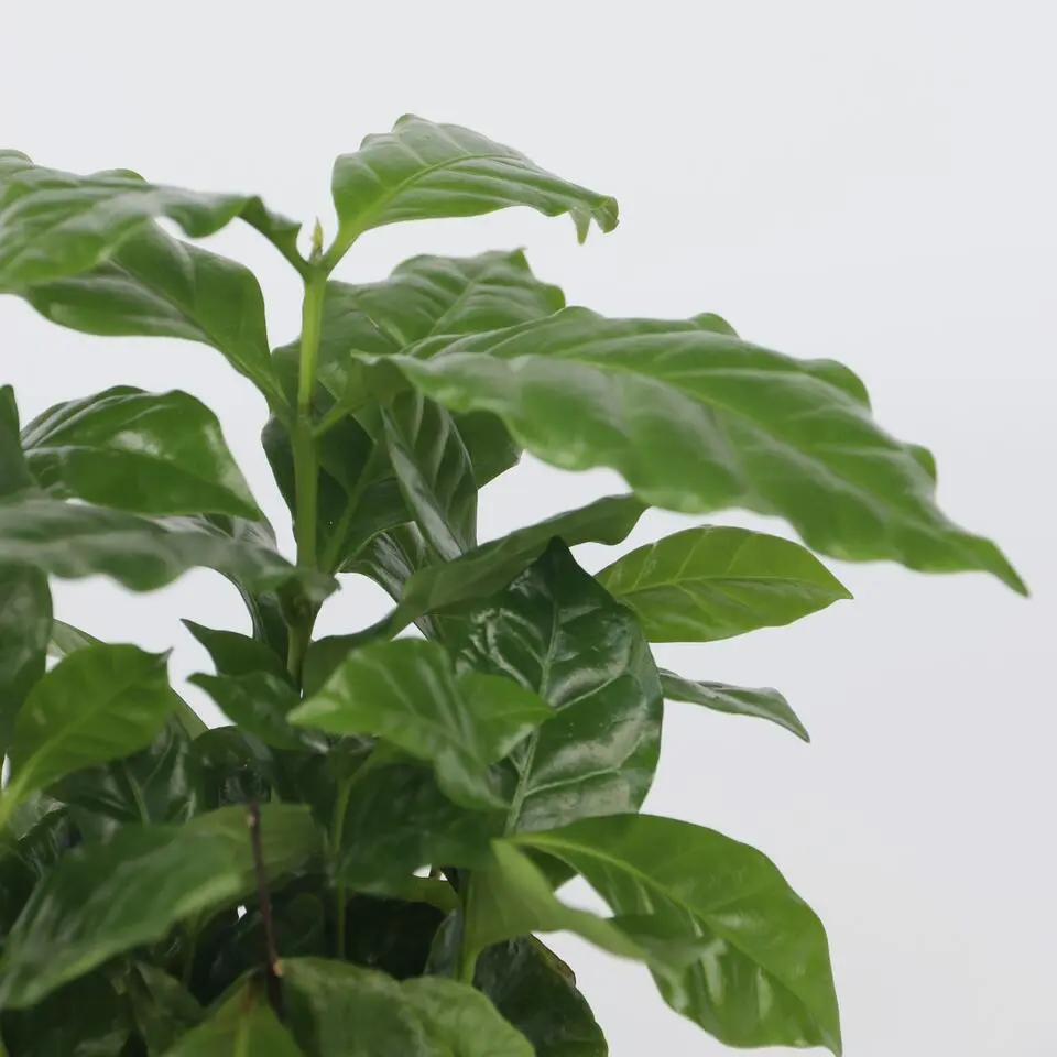 Koffieplant - Coffea arabica - Hoogte 25-40cm - ⌀12cm