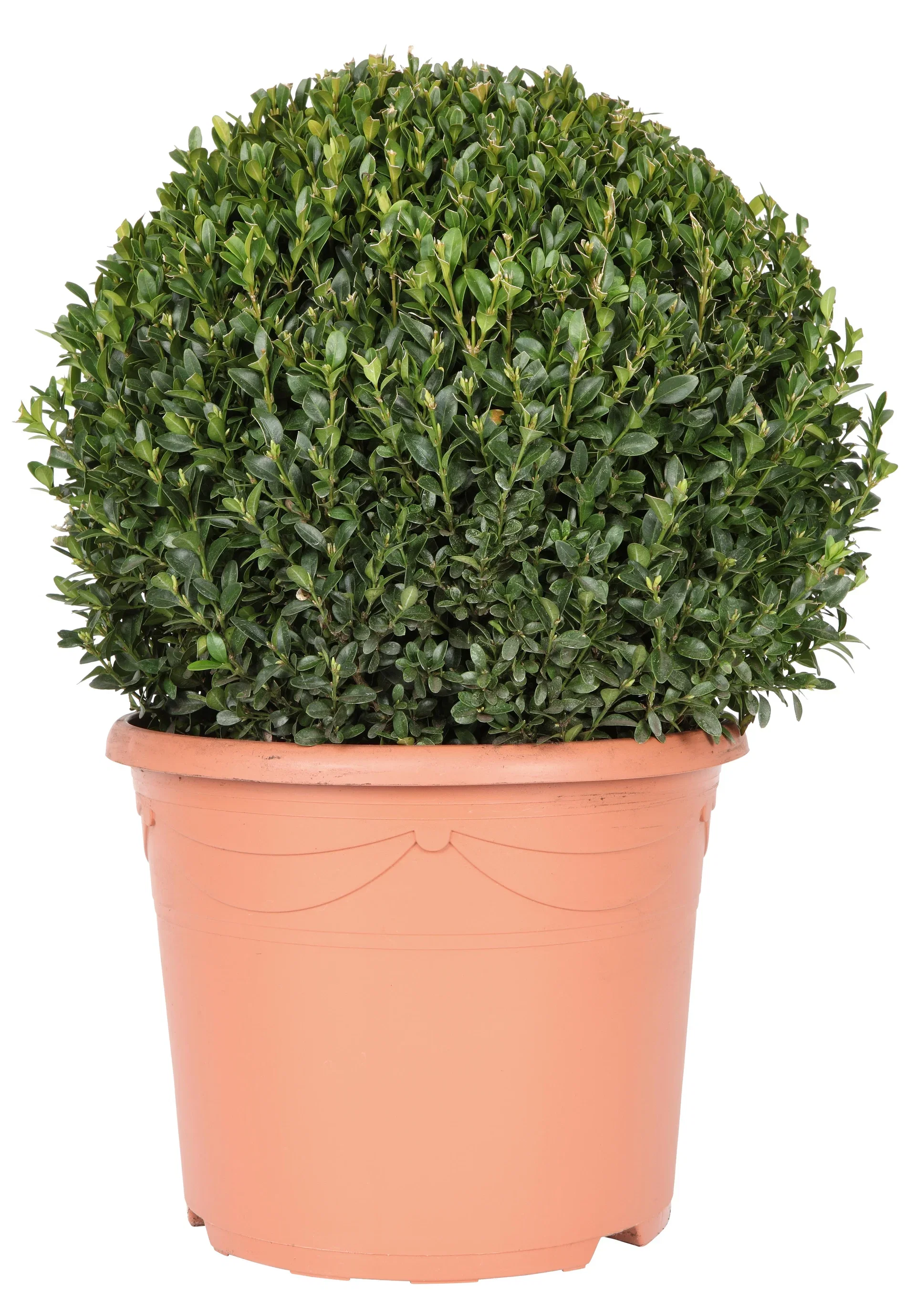 Buxus sempervirens 'Arborescens' Europabuksbom, kule Høyde 40 cm